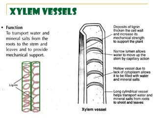Xylem vessels
 