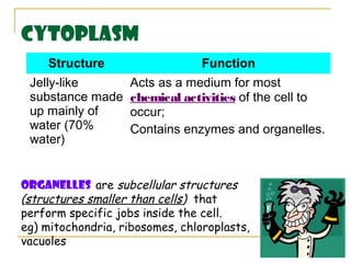 Cytoplasm
     Structure                   Function
 Jelly-like         Acts as a medium for most
 substance made     chemical activities of the cell to
 up mainly of       occur;
 water (70%         Contains enzymes and organelles.
 water)


Organelles are subcellular structures
(structures smaller than cells) that
perform specific jobs inside the cell.
eg) mitochondria, ribosomes, chloroplasts,
vacuoles                                                 8
 