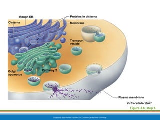 Cisterna Rer Cells2015 | PPS