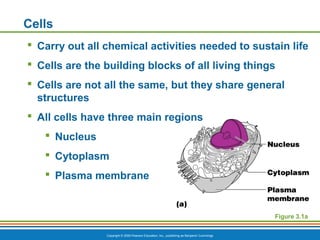 Copyright © 2009 Pearson Education, Inc., publishing as Benjamin Cummings
Cells
 Carry out all chemical activities needed to sustain life
 Cells are the building blocks of all living things
 Cells are not all the same, but they share general
structures
 All cells have three main regions
 Nucleus
 Cytoplasm
 Plasma membrane
Figure 3.1a
 
