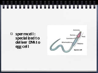 sperm cell: specialized to deliver DNA to egg cell 