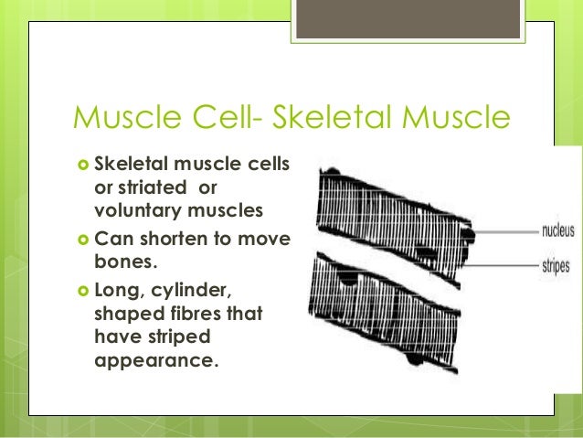 cell specialization definition