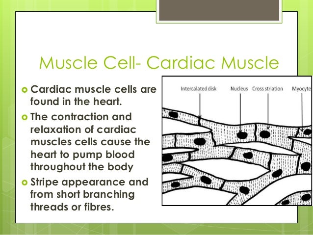 cell specialization definition