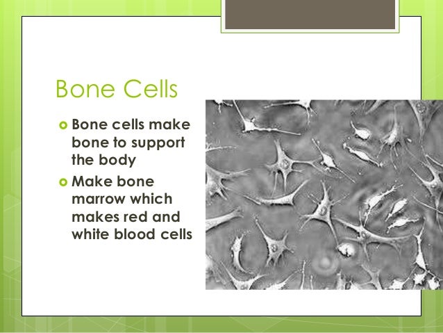 Cells and cell specialization