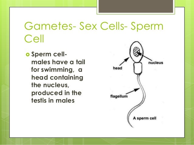 cell specialization definition