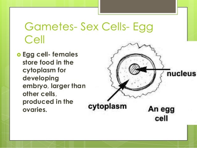 cell specialization definition