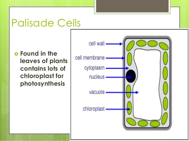 Cells And Cell Specialization Cells And Cell Specialization