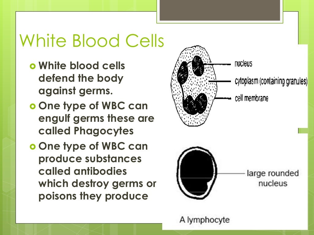 Cells and cell specialization