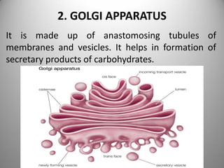 2. GOLGI APPARATUS
It is made up of anastomosing tubules of
membranes and vesicles. It helps in formation of
secretary products of carbohydrates.
 