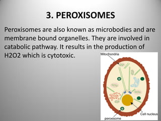 3. PEROXISOMES
Peroxisomes are also known as microbodies and are
membrane bound organelles. They are involved in
catabolic pathway. It results in the production of
H2O2 which is cytotoxic.
 