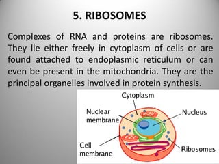 5. RIBOSOMES
Complexes of RNA and proteins are ribosomes.
They lie either freely in cytoplasm of cells or are
found attached to endoplasmic reticulum or can
even be present in the mitochondria. They are the
principal organelles involved in protein synthesis.
 