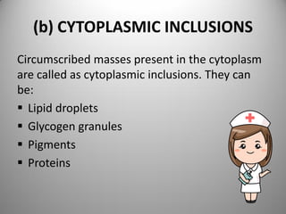 (b) CYTOPLASMIC INCLUSIONS
Circumscribed masses present in the cytoplasm
are called as cytoplasmic inclusions. They can
be:
 Lipid droplets
 Glycogen granules
 Pigments
 Proteins
 