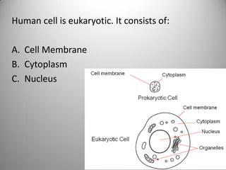 Human cell is eukaryotic. It consists of:
A. Cell Membrane
B. Cytoplasm
C. Nucleus
 