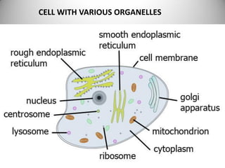 CELL WITH VARIOUS ORGANELLES
 