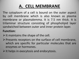A. CELL MEMBRANE
The cytoplasm of a cell is bound on the outer aspect
by cell membrane which is also known as plasma
membrane or plasmalemma. It is 7.5 nm thick. It is
trilaminar structure consisting of phospholipid layer
sandwiched between outer and inner protein layer.
Function:
It maintains the shape of the cell.
Presents receptors on the surface of cell membrane,
which are specific for particular molecules that are
enzymes or hormones.
It helps in exocytosis and endocytosis.
 