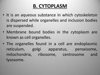 B. CYTOPLASM
• It is an aqueous substance in which cytoskeleton
is dispersed while organelles and inclusion bodies
are suspended.
• Membrane bound bodies in the cytoplasm are
known as cell organelles.
• The organelles found in a cell are endoplasmic
reticulum, golgi apparatus, peroxisome,
mitochondria, ribosome, centrosome and
lysosome.
 