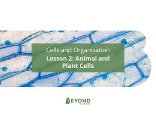 Cells and Organisation
Lesson 2: Animal and
Plant Cells
 