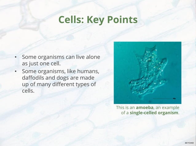Cells and Organisation Lesson 2 Animal and Plant Cells PowerPoint.pptx
