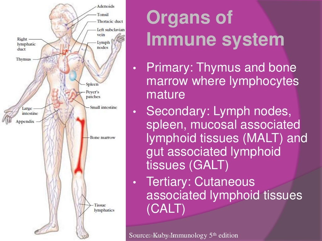 Cells and organs of immune system
