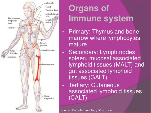Cells and organs of immune system