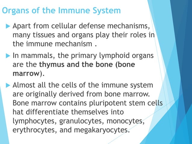 Cells and organs of immune system converted | PPT
