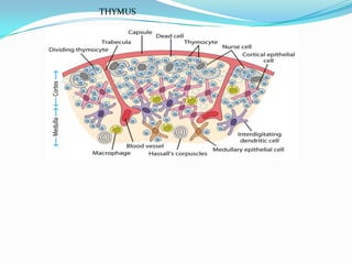 Cells and organs of the immune system | PPTX