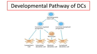 Cells and organs of the immune system | PPT