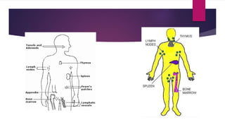 Cells and organs of the immune system | PPT