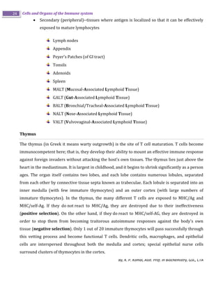Cells and organs of the immune system | PDF