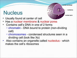 Nucleus
• Usually found at center of cell
• Has a nuclear membrane & nuclear pores
• Contains cell’s DNA in one of 2 forms
o chromatin - DNA bound to protein (non-dividing
cell)
o chromosomes - condensed structures seen in a
dividing cell (look like Xs)
• Also contains an organelle called nucleolus - which
makes the cell’s ribosomes
 