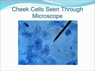Cheek Cells Seen Through
Microscope
 