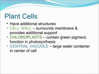 Plant Cells
• Have additional structures
• CELL WALL – surrounds membrane &
provides additional support
• CHLOROPLASTS – contain green pigment,
function in photosynthesis
• CENTRAL VACUOLE – large water container
in center of cell
 