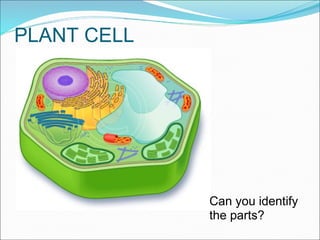 PLANT CELL
Can you identify
the parts?
 