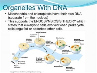 Organelles With DNA
• Mitochondria and chloroplasts have their own DNA
(separate from the nucleus)
• This supports the ENDOSYMBIOSIS THEORY which
states that eukaryotic cells evolved when prokaryote
cells engulfed or absorbed other cells.
 