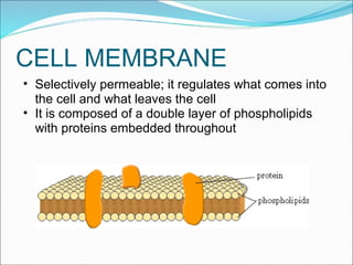 CELL MEMBRANE
• Selectively permeable; it regulates what comes into
the cell and what leaves the cell
• It is composed of a double layer of phospholipids
with proteins embedded throughout
 