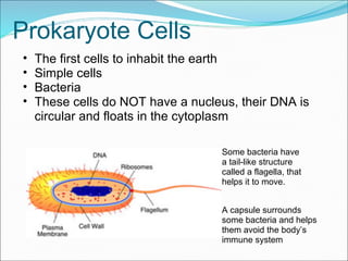 Prokaryote Cells
• The first cells to inhabit the earth
• Simple cells
• Bacteria
• These cells do NOT have a nucleus, their DNA is
circular and floats in the cytoplasm
Some bacteria have
a tail-like structure
called a flagella, that
helps it to move.
A capsule surrounds
some bacteria and helps
them avoid the body’s
immune system
 