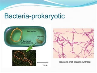 Bacteria-prokaryotic
Bacteria that causes Anthrax
 