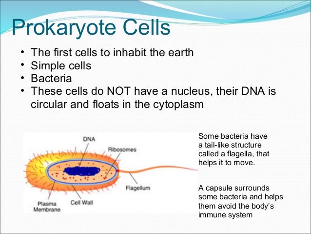 Cells and the cell theory