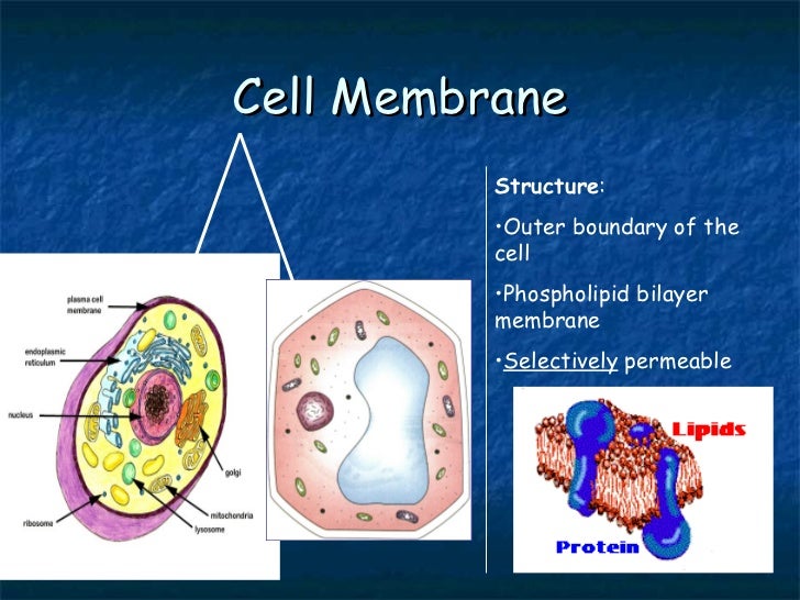 Cells And Their Functions1