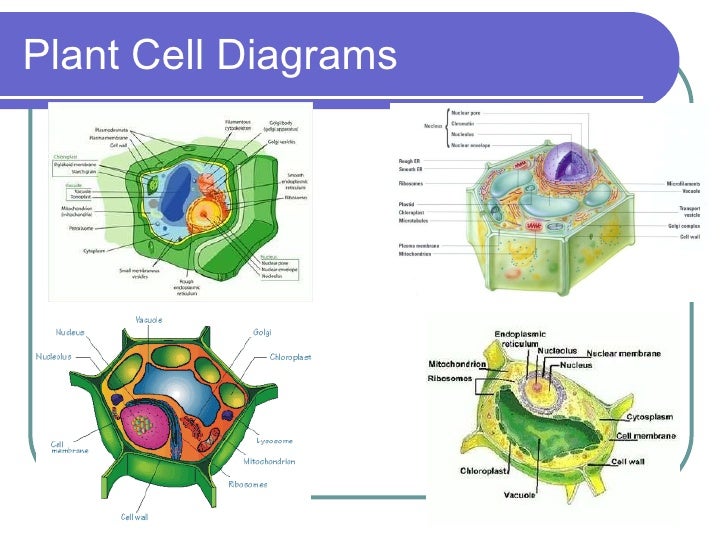 Organelles Present In Plant Cell