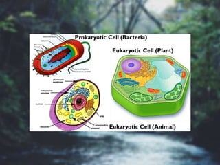 Cells and Their Processes 