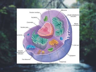 Cells and Their Processes 