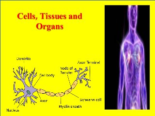 Cells, Tissues and
Organs
 