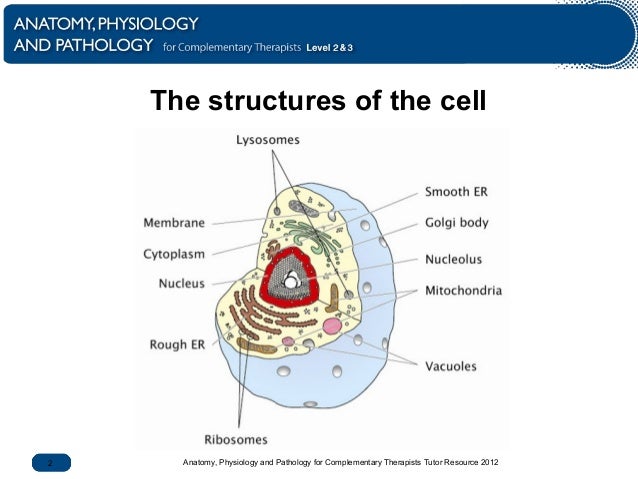 Cells and tissues Biology Diagrams