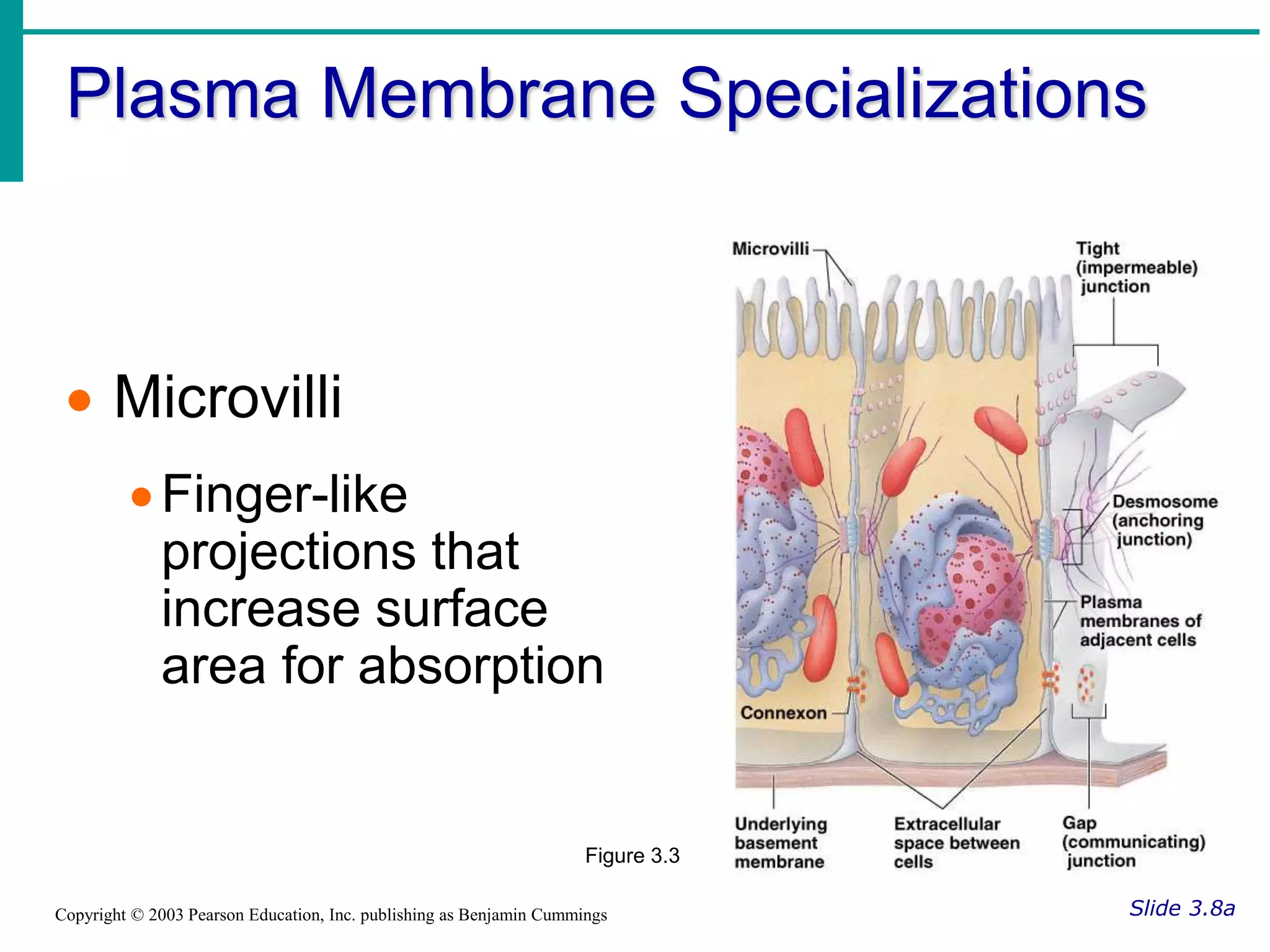 Plasma Membrane Specializations
Slide 3.8a
Copyright © 2003 Pearson Education, Inc. publishing as Benjamin Cummings
 Microvilli
Finger-like
projections that
increase surface
area for absorption
Figure 3.3
 