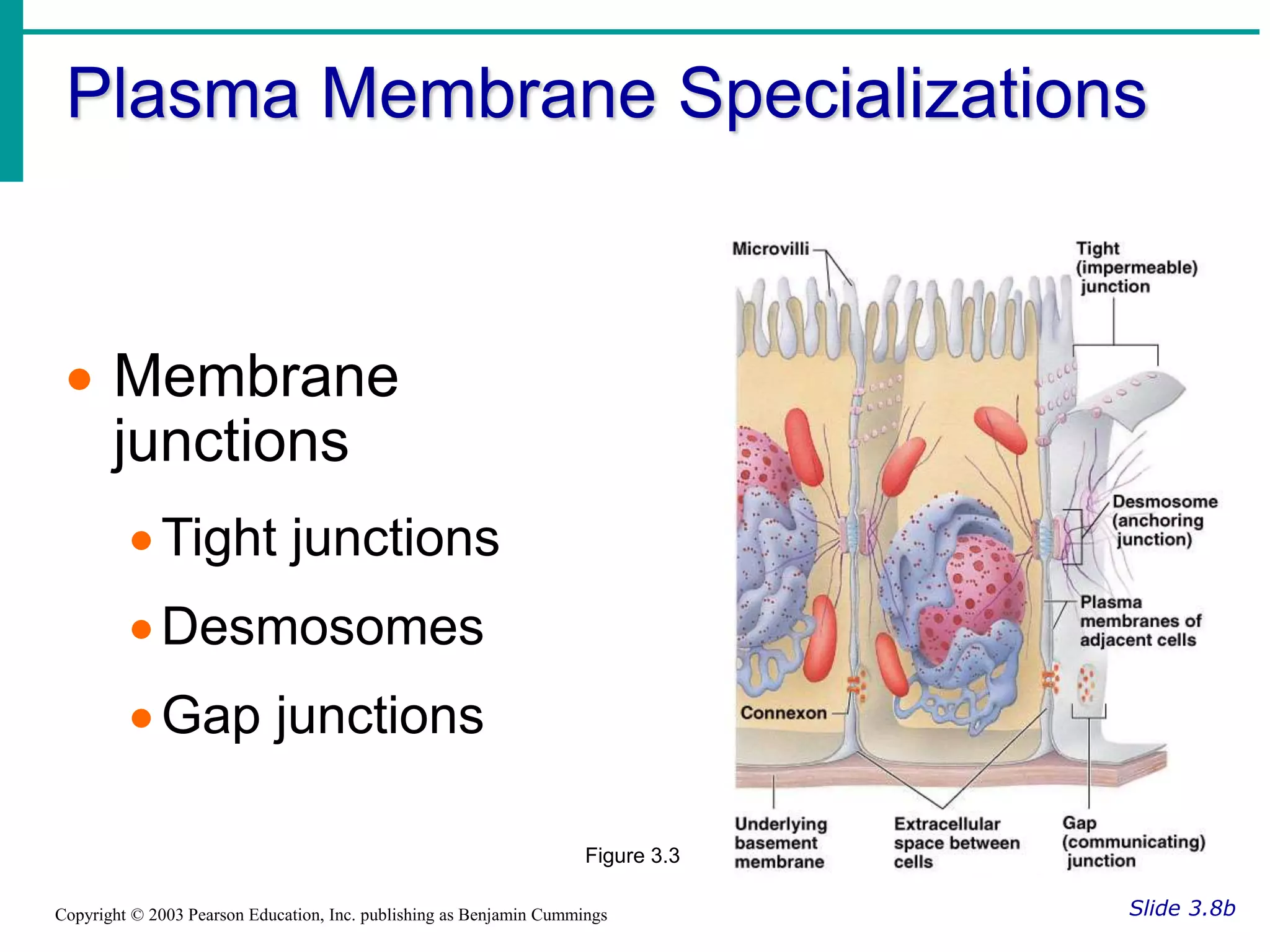 Plasma Membrane Specializations
Slide 3.8b
Copyright © 2003 Pearson Education, Inc. publishing as Benjamin Cummings
 Membrane
junctions
Tight junctions
Desmosomes
Gap junctions
Figure 3.3
 