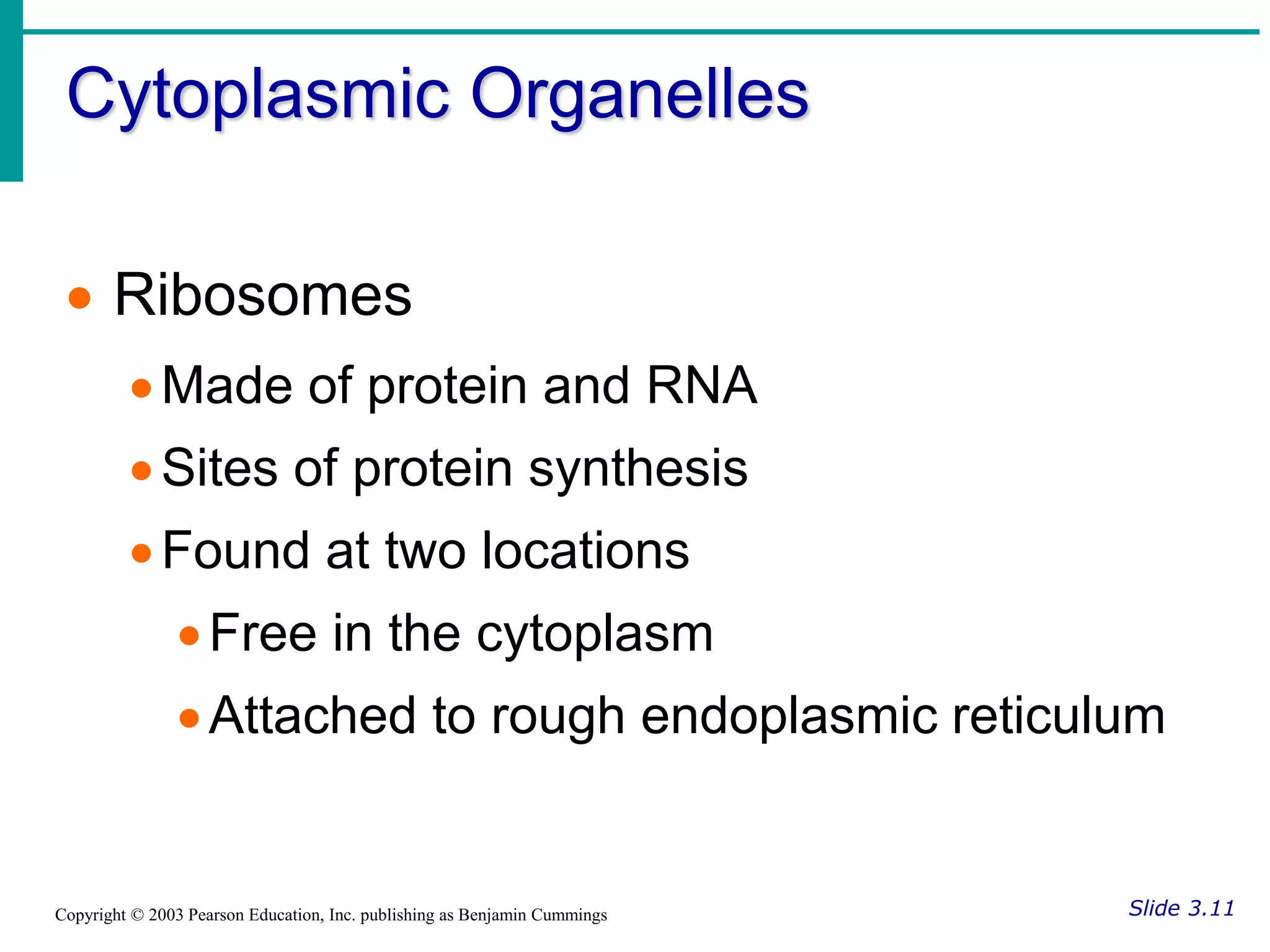 Cytoplasmic Organelles
Slide 3.11
Copyright © 2003 Pearson Education, Inc. publishing as Benjamin Cummings
 Ribosomes
Made of protein and RNA
Sites of protein synthesis
Found at two locations
Free in the cytoplasm
Attached to rough endoplasmic reticulum
 