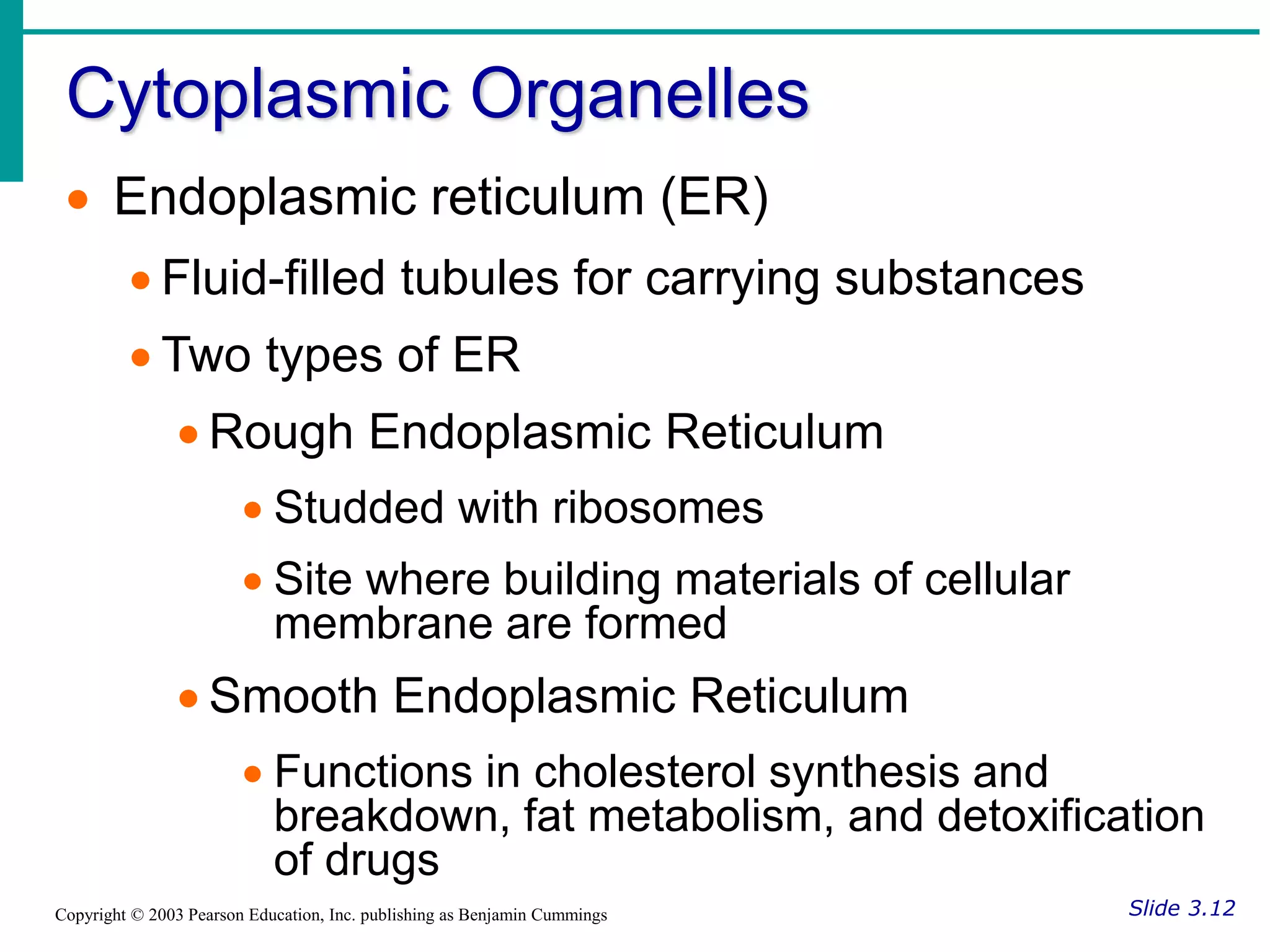 Cytoplasmic Organelles
Slide 3.12
Copyright © 2003 Pearson Education, Inc. publishing as Benjamin Cummings
 Endoplasmic reticulum (ER)
 Fluid-filled tubules for carrying substances
 Two types of ER
 Rough Endoplasmic Reticulum
 Studded with ribosomes
 Site where building materials of cellular
membrane are formed
 Smooth Endoplasmic Reticulum
 Functions in cholesterol synthesis and
breakdown, fat metabolism, and detoxification
of drugs
 
