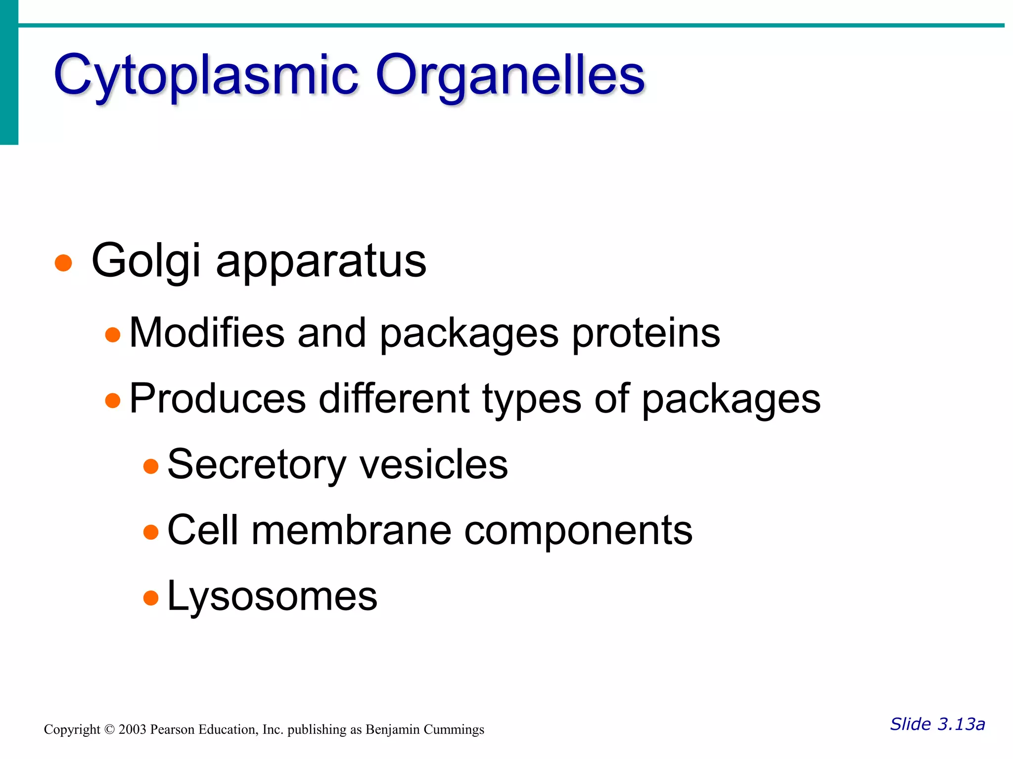 Cytoplasmic Organelles
Slide 3.13a
Copyright © 2003 Pearson Education, Inc. publishing as Benjamin Cummings
 Golgi apparatus
Modifies and packages proteins
Produces different types of packages
Secretory vesicles
Cell membrane components
Lysosomes
 