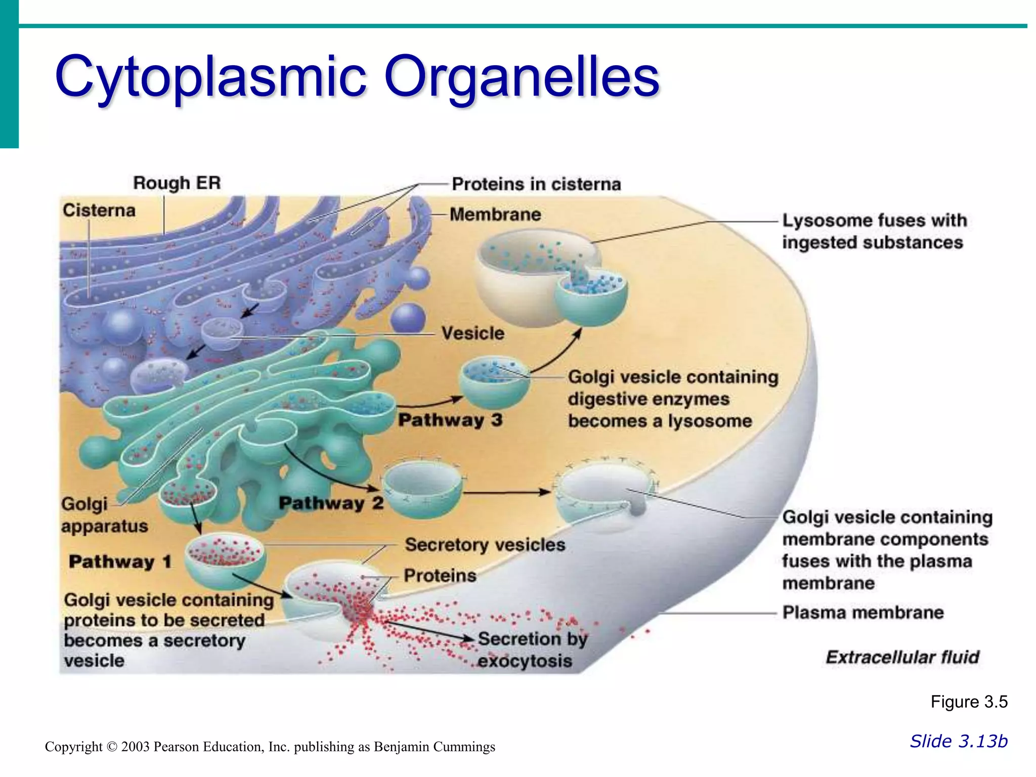 Cytoplasmic Organelles
Slide 3.13b
Copyright © 2003 Pearson Education, Inc. publishing as Benjamin Cummings
Figure 3.5
 